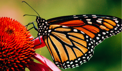 The Silent Extinction: How Our Actions are Killing Endangered Species (Part 2)