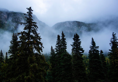 Forest Wilderness Artistic Print by Mandy Gibson